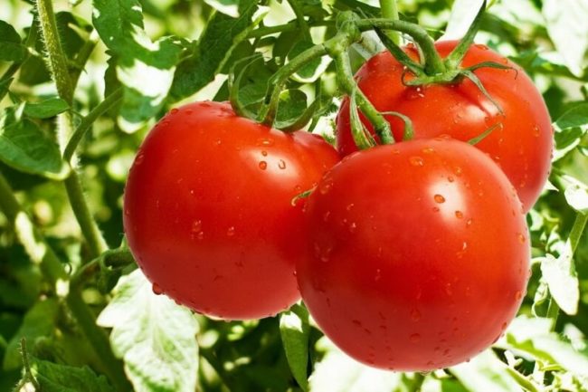rané odrůdy rajčat