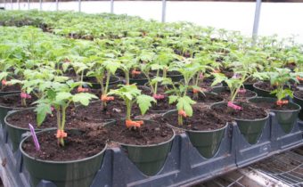 grafting of tomatoes