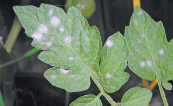 white spots on the leaves