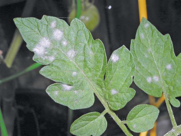 white spots on the leaves