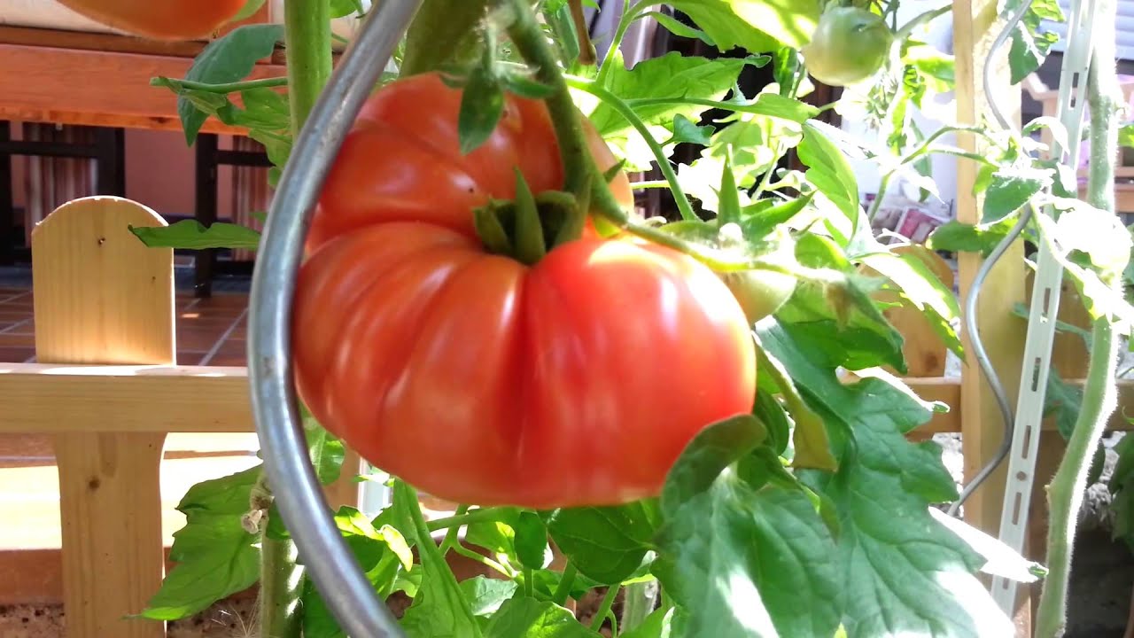 rajčatová obři odolná vůči plísni