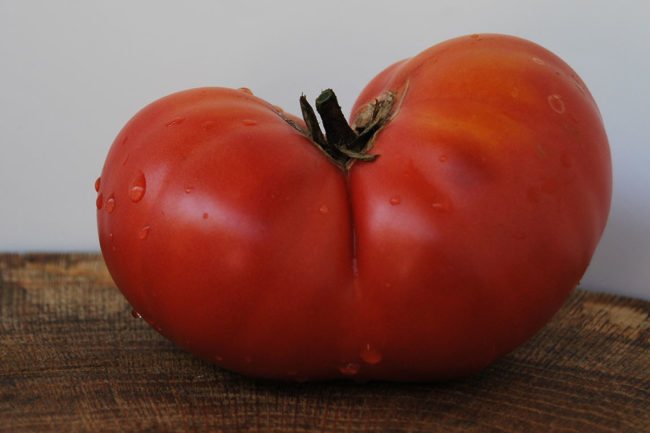 sladká odrůda rajče