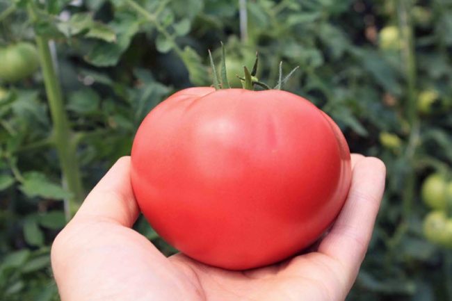sladké odrůdy rajčat