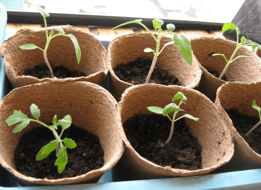 seedlings of tomatoes in pots