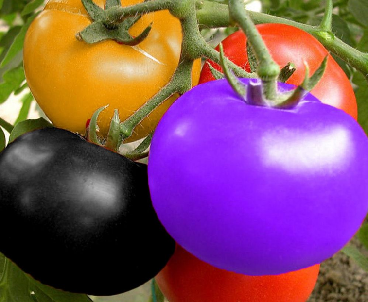 Odrůdy rajčat