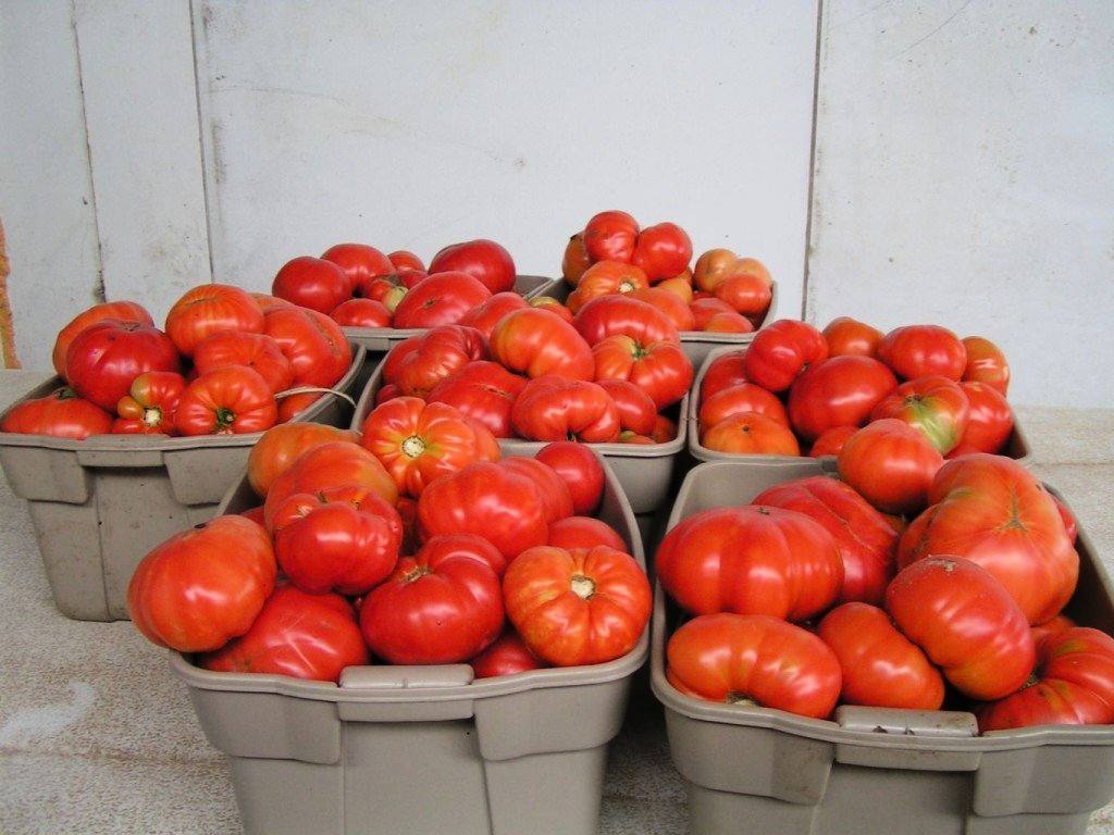 červená rajčata v koších