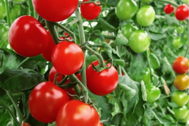 tomatoes for the Leningrad region