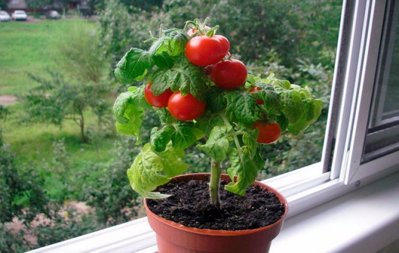 Джуджеви сортове домати, които не изискват залагане