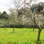 äppelträd blommar