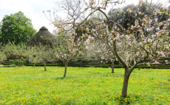 äppelträd blommar