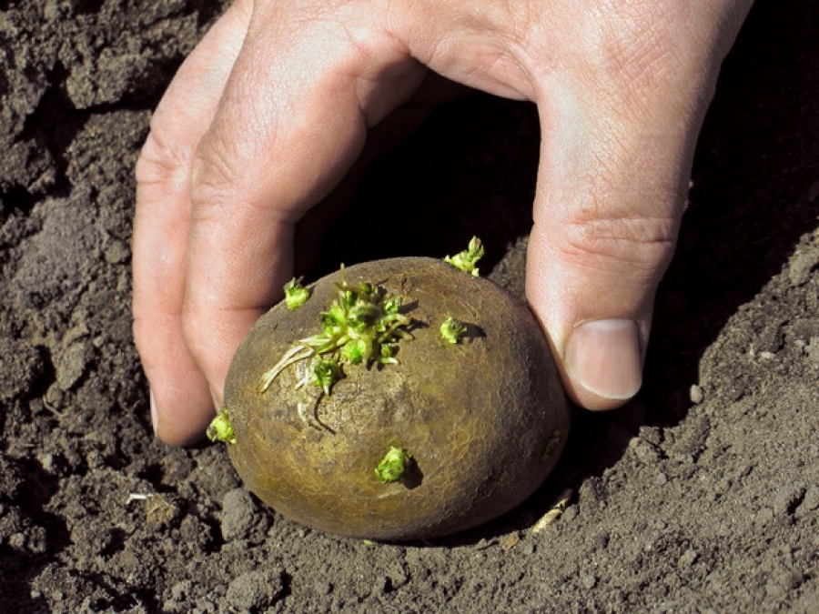 planting potatoes