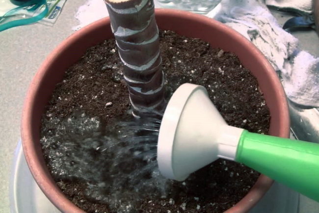 watering indoor plants