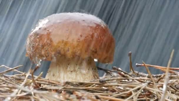 watering mushrooms