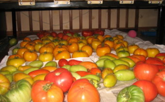 stockage de tomates