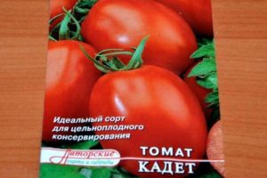pelbagai jenis kadet tomato