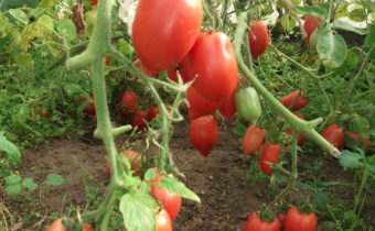 sorter av tomater till växthuset
