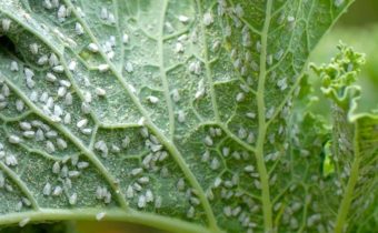 aphid on garden plants