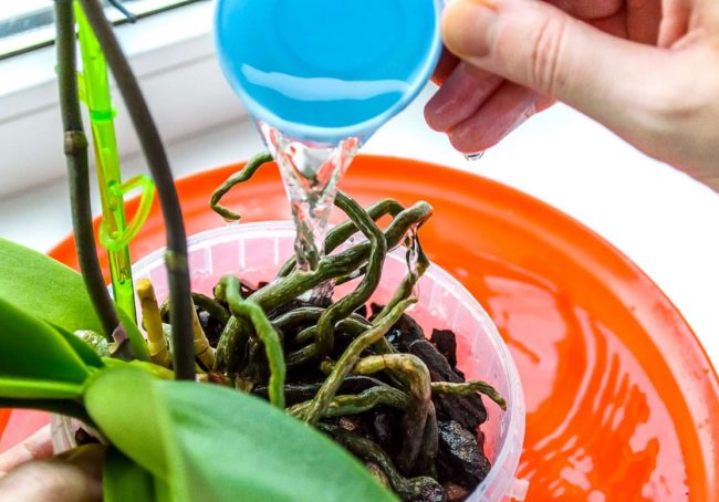 Hydrogen Peroxide for Orchid