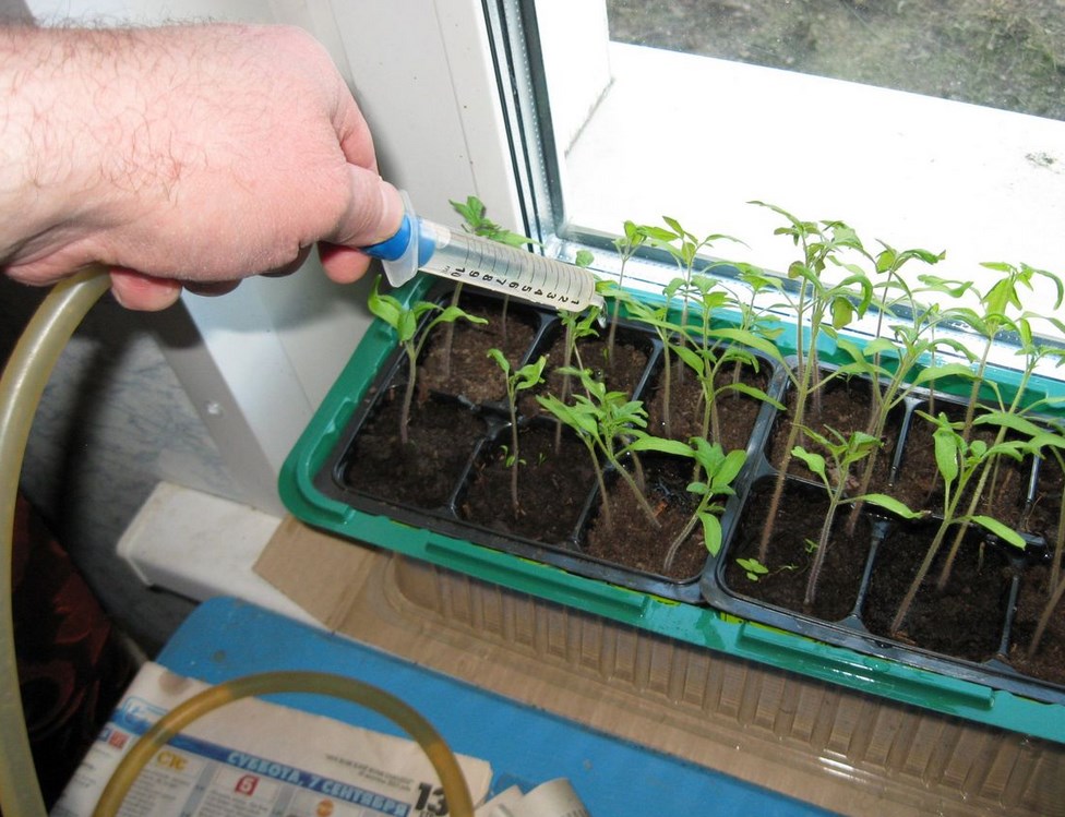 Fertilizer from potato broth for seedlings