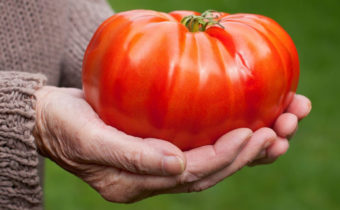tomato besar