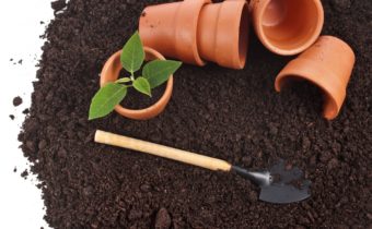 Soil for seedlings