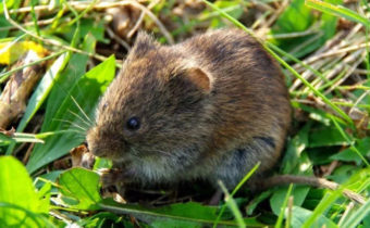 Tumbuhan Penghancur Rodent